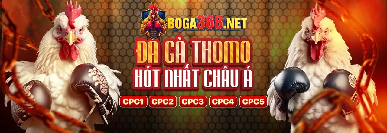 Hình ảnh đá gà Thomo trực tiếp tại 95win Casino